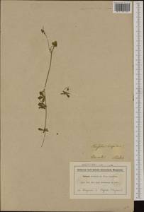 Trifolium hirtum All., Western Europe (EUR) (France)