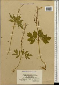Cardamine quinquefolia (M. Bieb.) Schmalh., Caucasus, Abkhazia (K4a) (Abkhazia)