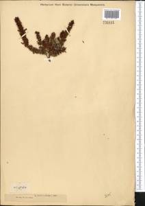 Rumex marschallianus Rchb., Middle Asia, Muyunkumy, Balkhash & Betpak-Dala (M9) (Kazakhstan)