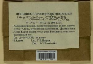 Plagiomnium confertidens (Lindb. & Arnell) T.J. Kop., Bryophytes, Bryophytes - Russian Far East (excl. Chukotka & Kamchatka) (B20) (Russia)