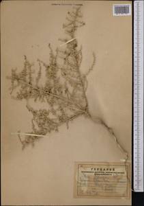 Salsola, Middle Asia, Syr-Darian deserts & Kyzylkum (M7)