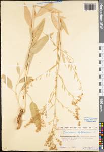 Lepidium latifolium L., Eastern Europe, North Ukrainian region (E11) (Ukraine)