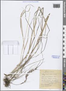 Elymus sibiricus L., Siberia, Chukotka & Kamchatka (S7) (Russia)