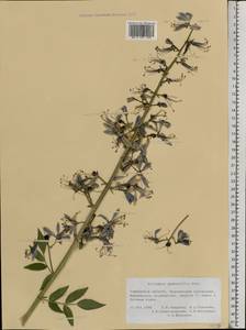 Dictamnus albus L., Eastern Europe, Central forest-and-steppe region (E6) (Russia)