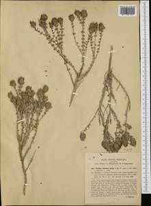 Thymbra capitata (L.) Cav., Western Europe (EUR) (Italy)