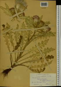Cirsium esculentum (Siev.) C. A. Mey., Siberia, Western (Kazakhstan) Altai Mountains (S2a) (Kazakhstan)