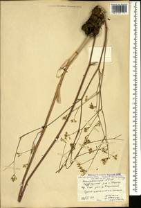 Chaerophyllum macrospermum (Willd. ex Spreng.) Fisch. & C. A. Mey., Caucasus, Azerbaijan (K6) (Azerbaijan)