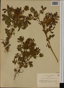 Lupinus micranthus Guss., Western Europe (EUR) (Italy)