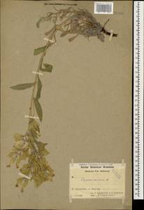 Onosma sericea Willd., Caucasus, Azerbaijan (K6) (Azerbaijan)