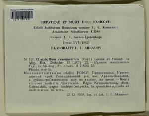 Cirriphyllum crassinervium (Taylor ex Wilson) Loeske & M. Fleisch., Bryophytes, Bryophytes - North Caucasus & Ciscaucasia (B12) (Russia)