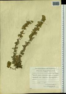Artemisia lagopus Fisch. ex Besser, Siberia, Chukotka & Kamchatka (S7) (Russia)