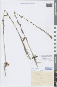 Turritis glabra L., Eastern Europe, Central forest-and-steppe region (E6) (Russia)