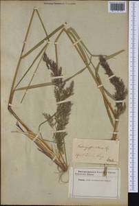 Calamagrostis pseudophragmites (Haller f.) Koeler, Western Europe (EUR) (Not classified)