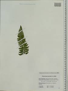 Polystichum lonchitis (L.) Roth, Siberia, Baikal & Transbaikal region (S4) (Russia)