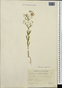 Gypsophila elegans M. Bieb., Caucasus, Armenia (K5) (Armenia)