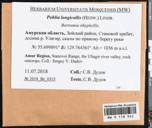Pohlia longicolla (Hedw.) Lindb., Bryophytes, Bryophytes - Russian Far East (excl. Chukotka & Kamchatka) (B20) (Russia)
