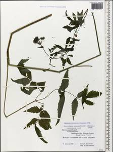 Cervaria aegopodioides (Boiss.), Caucasus, Krasnodar Krai & Adygea (K1a) (Russia)