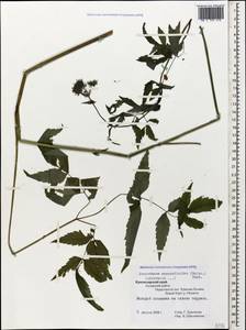 Rhizomatophora aegopodioides (Boiss.) Pimenov, Caucasus, Krasnodar Krai & Adygea (K1a) (Russia)