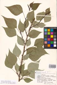 Populus tremuloides Michx., Eastern Europe, Moscow region (E4a) (Russia)