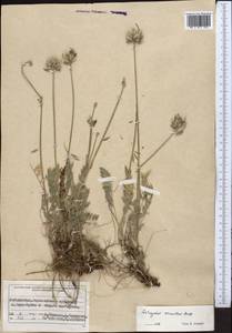 Astragalus stenanthus Bunge, Middle Asia, Pamir & Pamiro-Alai (M2) (Uzbekistan)