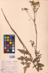 Pastinaca sativa L., Eastern Europe, Eastern region (E10) (Russia)