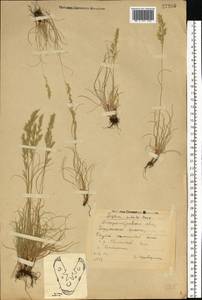 Festuca valesiaca Schleich. ex Gaudin, Eastern Europe, South Ukrainian region (E12) (Ukraine)