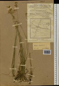 Eremogone saxatilis (L.) lkonn., Siberia, Western Siberia (S1) (Russia)