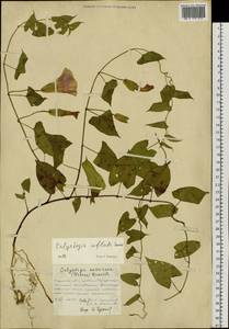 Calystegia sepium subsp. americana (Sims) Brummitt, Siberia, Russian Far East (S6) (Russia)