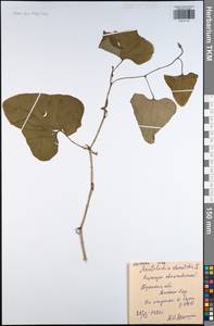 Aristolochia clematitis L., Eastern Europe, Central region (E4) (Russia)