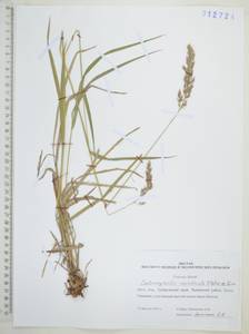 Calamagrostis arundinacea (L.) Roth, Siberia, Russian Far East (S6) (Russia)