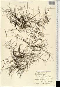 Ruppia maritima L., Caucasus, Krasnodar Krai & Adygea (K1a) (Russia)