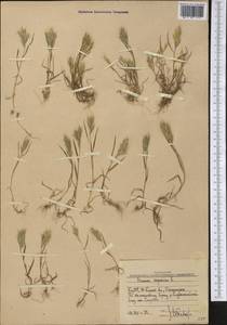 Bromus scoparius L., Middle Asia, Western Tian Shan & Karatau (M3) (Uzbekistan)