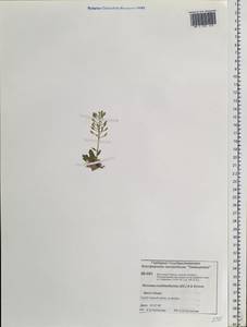 Noccaea thlaspidioides (Pall.) F.K.Mey., Siberia, Central Siberia (S3) (Russia)