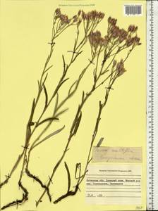 Jurinea multiflora (L.) B. Fedtsch., Eastern Europe, North Ukrainian region (E11) (Ukraine)