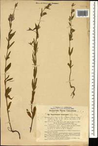Helianthemum ledifolium subsp. lasiocarpum (Jacques & Hérincq) Nyman, Caucasus, Azerbaijan (K6) (Azerbaijan)