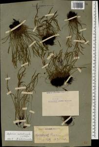 Asplenium septentrionale (L.) Hoffm., Caucasus, Armenia (K5) (Armenia)