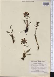 Pedicularis sudetica, America (AMER) (Canada)