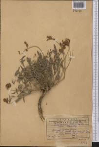 Hedysarum songoricum Bong., Middle Asia, Western Tian Shan & Karatau (M3) (Kazakhstan)
