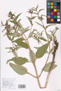 MHA 0 154 154, Phlomis herba-venti subsp. pungens (Willd.) Maire ex DeFilipps, Eastern Europe, Lower Volga region (E9) (Russia)
