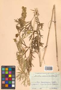 Aconitum coreanum (H.Lév.) Rapaics, Siberia, Russian Far East (S6) (Russia)