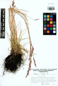 Festuca rubra L., Siberia, Baikal & Transbaikal region (S4) (Russia)