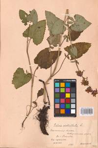 MHA 0 156 470, Salvia verticillata L., Eastern Europe, Central forest-and-steppe region (E6) (Russia)