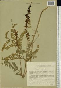 Astragalus falcatus Lam., Eastern Europe, Eastern region (E10) (Russia)