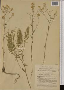 Aurinia petraea (Ard.) Schur, Western Europe (EUR) (Italy)