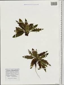 Cirsium rhizocephalum C. A. Mey., Caucasus, Stavropol Krai, Karachay-Cherkessia & Kabardino-Balkaria (K1b) (Russia)