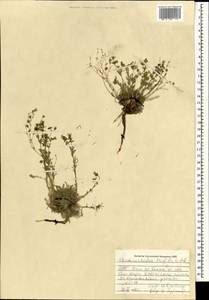 Chamaerhodos trifida Ledeb., Mongolia (MONG) (Mongolia)