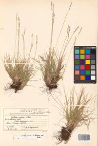 Festuca auriculata Drobow, Siberia, Russian Far East (S6) (Russia)