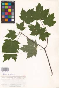 Acer rubrum L., Eastern Europe, Moscow region (E4a) (Russia)