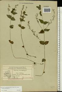 Veronica vindobonensis (M. Fisch.) M. Fisch., Eastern Europe, Volga-Kama region (E7) (Russia)