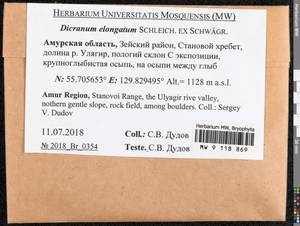 Dicranum elongatum Schleich. ex Schwägr., Bryophytes, Bryophytes - Russian Far East (excl. Chukotka & Kamchatka) (B20) (Russia)